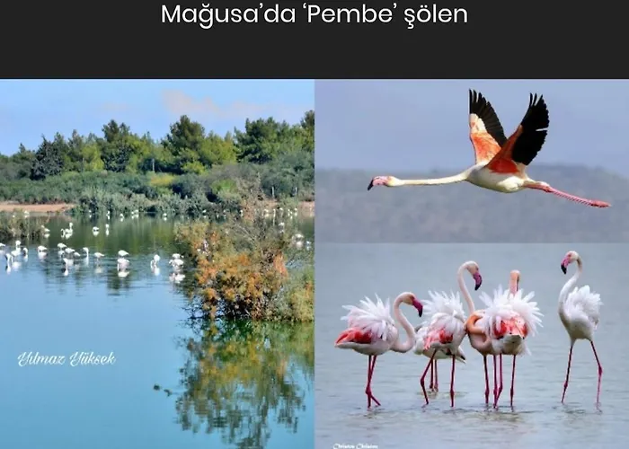 Bird's Nest, Close To Emu, In The Center Διαμέρισμα Δερύνεια