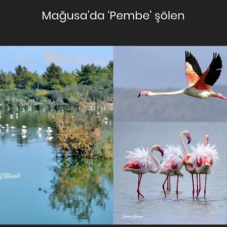 Bird's Nest, Close To Emu, In The Center דירה Dherinia